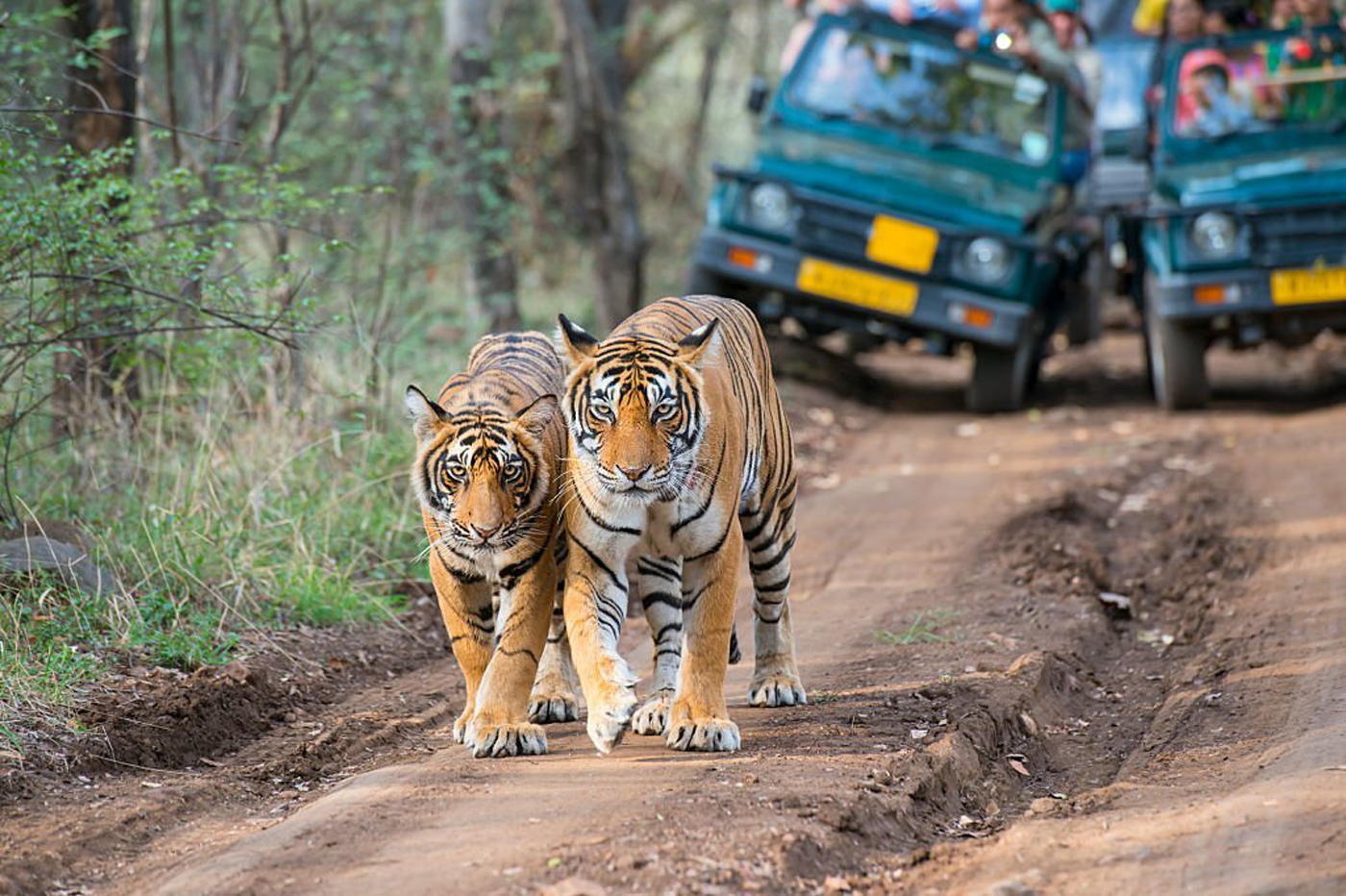 Day 3: Ranthambore Safari  - Jaipur (around 190 km, 4 hours)