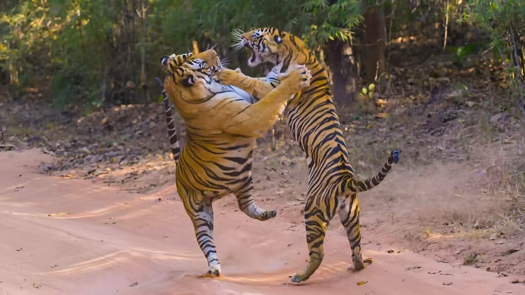 Day 5: Ranthambore to Jaipur, the Pink City