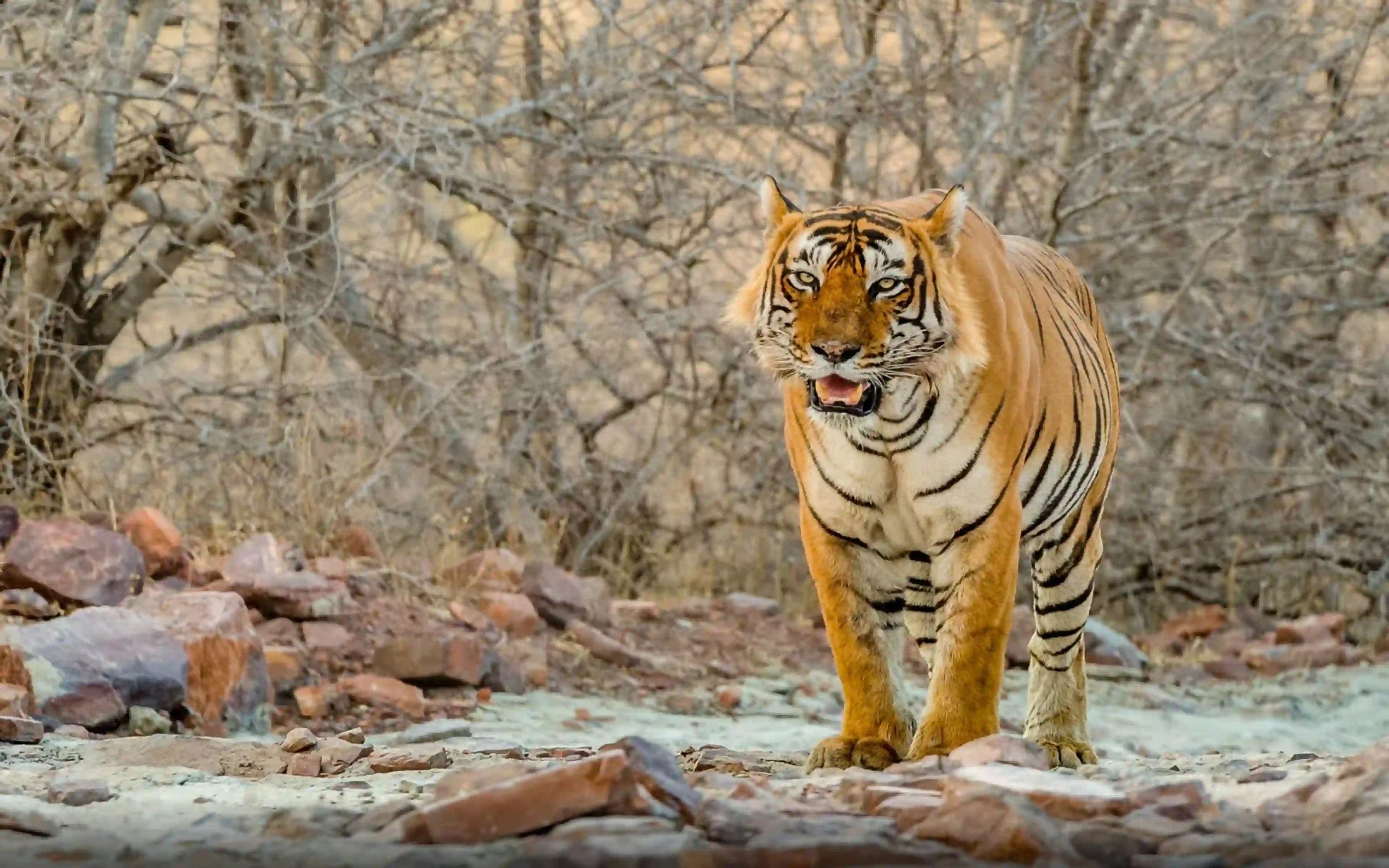 Wildlife Tour Packages