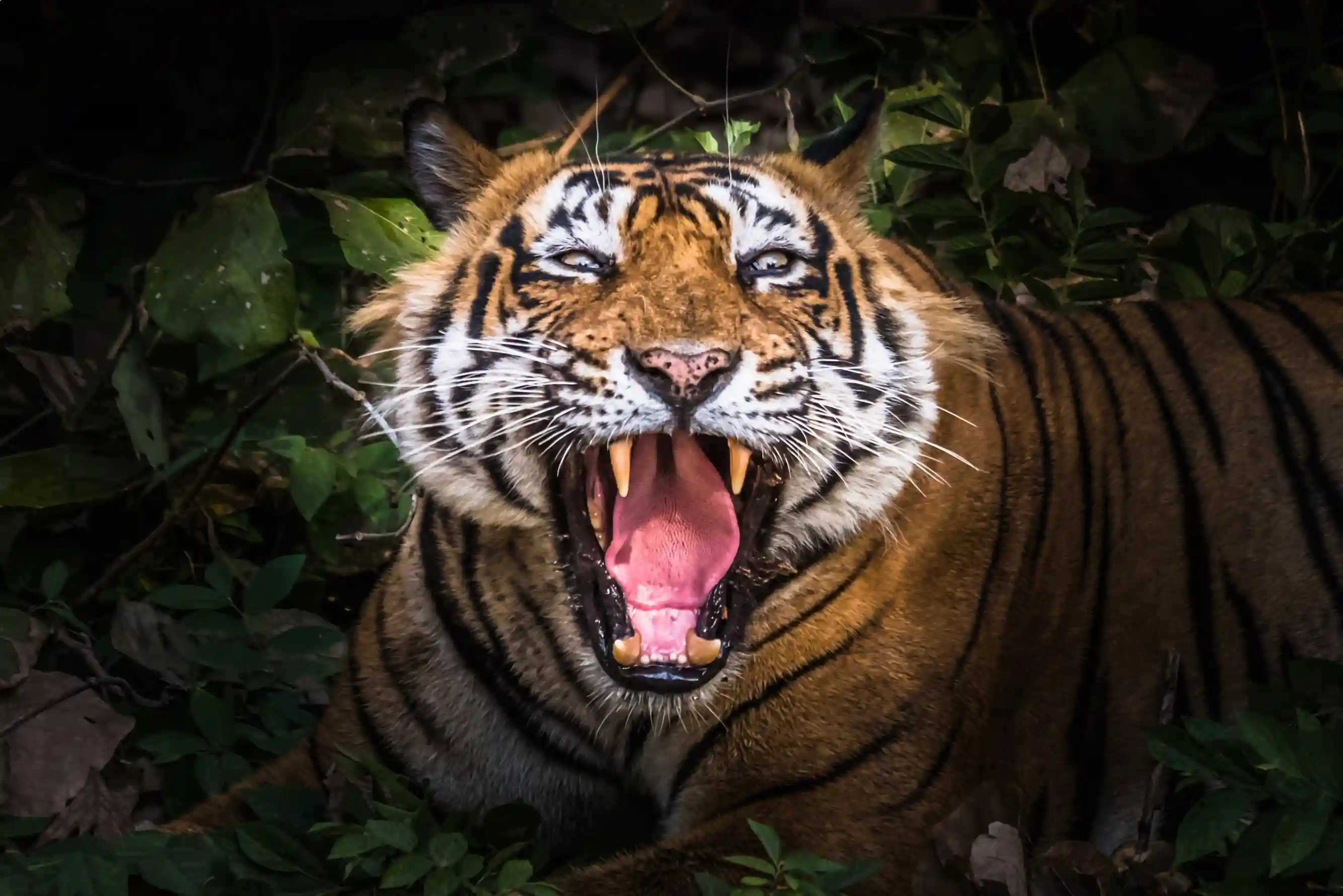 Delhi Agra Jaipur Ranthambore 7 Days Golden triangle tour